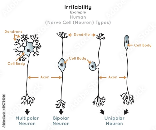 Irritability in Human Infographic Diagram nerve cell types neuron part component nervous system impulse base unit unipolar dipolar multipolar vector comparison scheme biology science education chart
