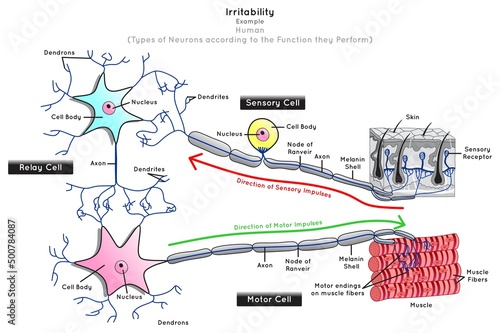 irritability in Human Infographic Diagram neuron types function sensory relay motor nerve cells stimulus skin receptor impulse direction muscle fiber contract biology science education chart vector