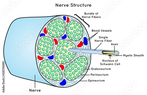 Nerve Structure Scheme Infographic Diagram parts including bundle single nerve fiber neuron axon myelin sheath schwann cell for neurology biology physiology anatomy science education vector chart