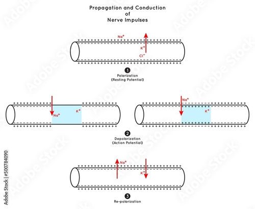 Propagation and Conduction of Nerve Impulse Infographic Diagram including polarization resting potential depolarization action re-polarization neurology biology physiology science education vector