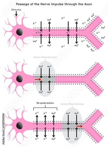 Passage of the Nerve Impulse through the Axon Infographic Diagram including polarization resting potential depolarization action re-polarization neurology biology physiology science education vector photo