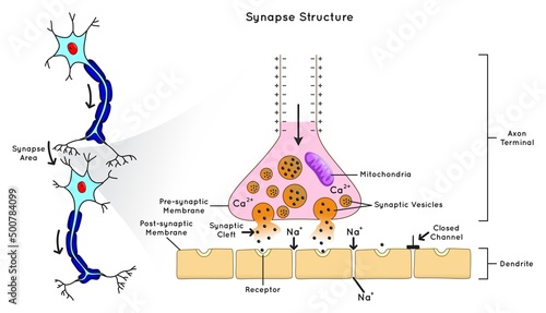 Synapse Structure Infographic Diagram permit neuron pass electrical chemical signal to nerve cell parts area synaptic cleft vesicle ions channel neurology biology physiology science education vector photo