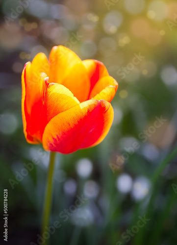 red and yellow tulip