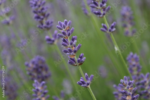 flowers blooming lavender lilac purple color close-up. Growing Medicinal Lavender Plants Lavender Oil