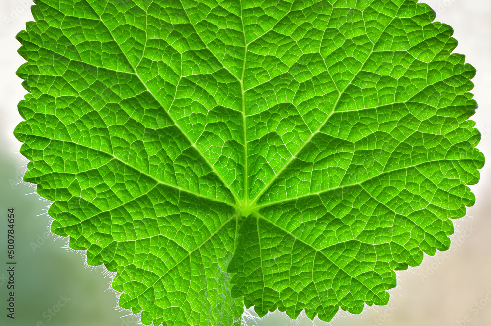 Green leaf close up with detailed veins Green leaf close up with detailed veins