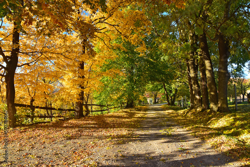 Autumn road tree nature leaves