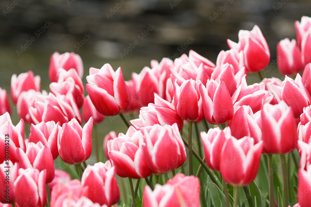 View of the pink striped tulips in the garden 