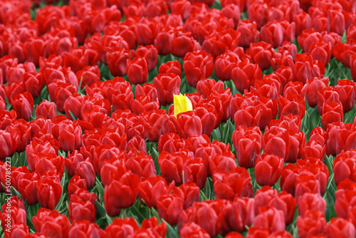Red tulips field with only one yellow tulip in the middle #500785223
