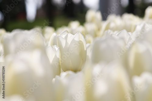 Fototapeta Naklejka Na Ścianę i Meble -  Close up of white tulips