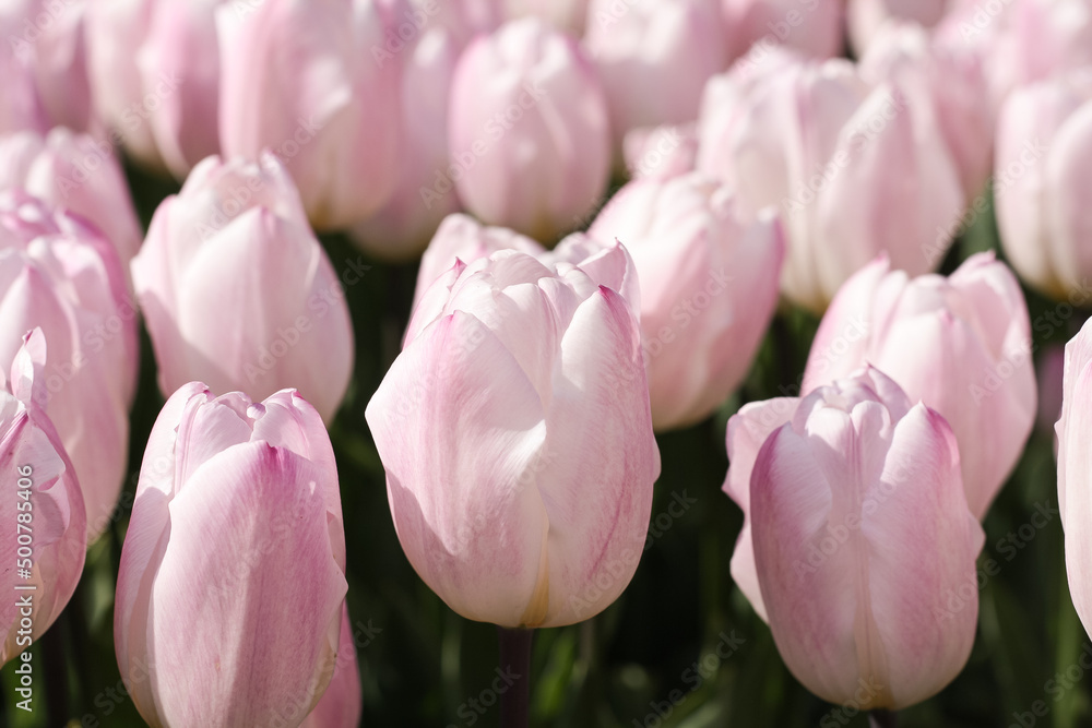 Pink tulips in the garden, close up