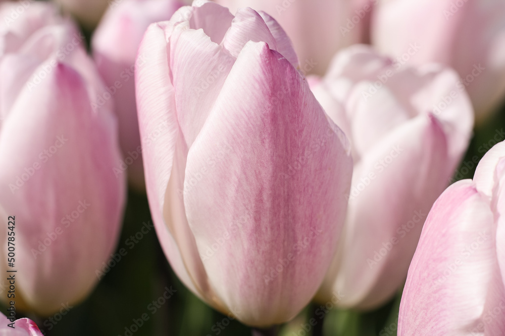 Pink tulips in the garden, close up Pink tulips in the garden, close up