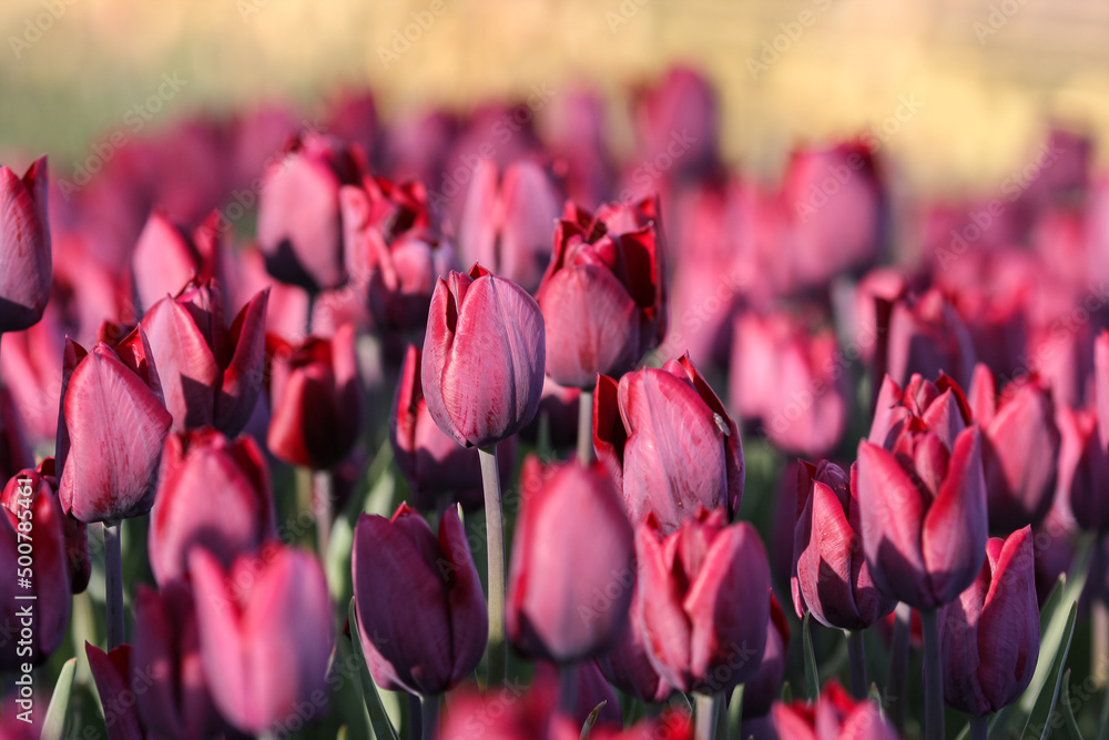 Close up of burgundy color tulips Close up of burgundy color tulips
