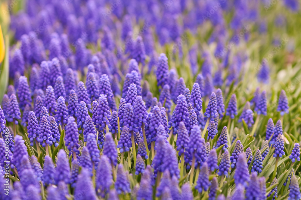 Fototapeta premium Field of blue grape hyacinth 