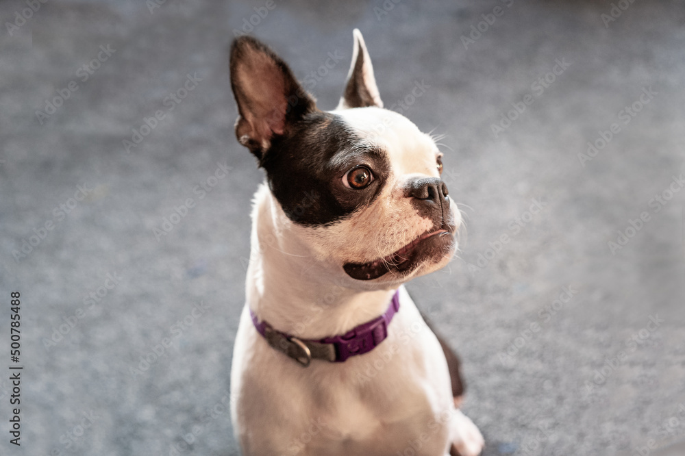 Portrait of a Boston Terrier sitting with her her in profile to the camera.