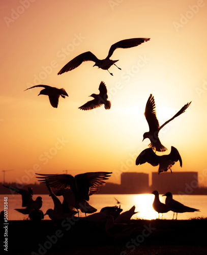 Silueta de gaviotas en el atardecer