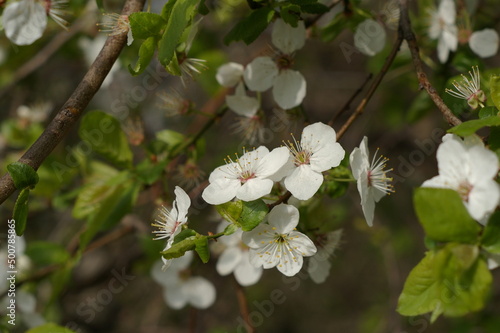 Białe kwiaty drzewka owocowego