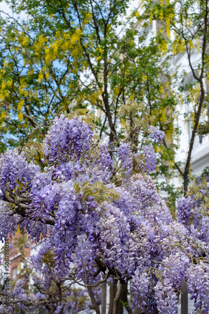 Wisteria vine with stunning purple flowering blooms, photographed in Kensington, west London UK on a sunny day.