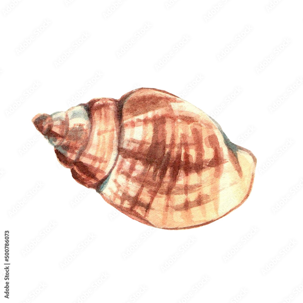 Sea shell. Underwater life object isolated on white background. Hand drawn watercolor illustration. Clip art. Can be used for posters, textile souvenirs, labels, websites, postcards, stickers, flyers Sea shell. Underwater life object isolated on white background. Hand drawn watercolor illustration. Clip art. Can be used for posters, textile souvenirs, labels, websites, postcards, stickers, flyers