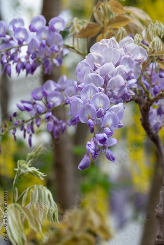 Wisteria vine with stunning purple flowering blooms  photographed in Kensington  west London UK on a sunny day.