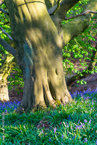 tree with bluebells