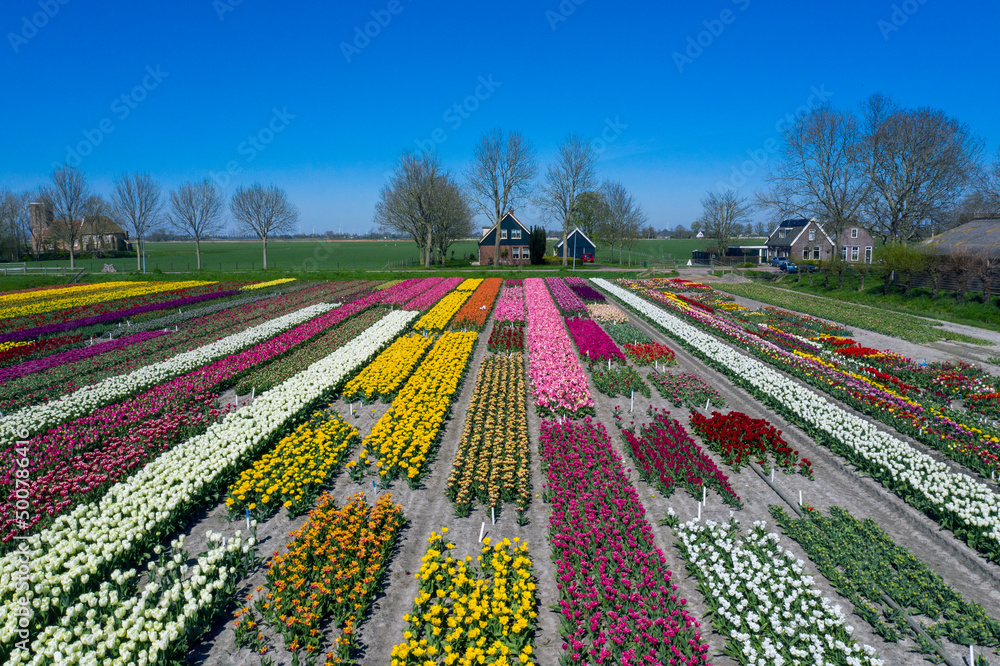 Drone photo of a beautiful flower landscape with tulips in the Dutch spring. The contrasting colors will make you happy.