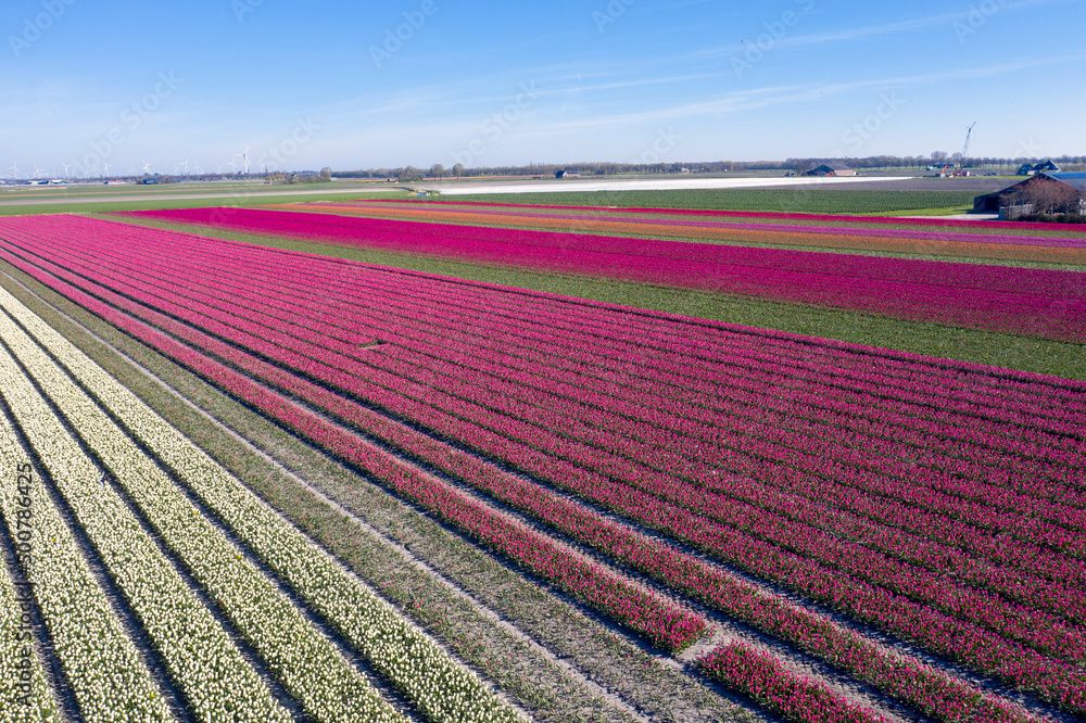 Drone photo of a beautiful flower landscape with tulips in the Dutch spring. The contrasting colors will make you happy. Drone photo of a beautiful flower landscape with tulips in the Dutch spring. The contrasting colors will make you happy.
