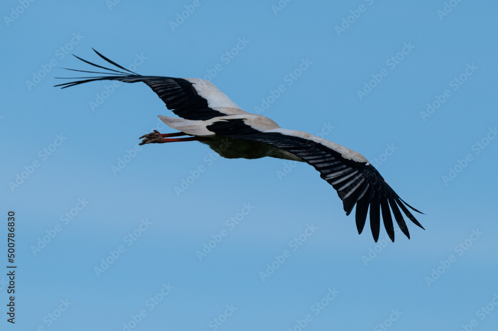 Obraz premium Ciconia ciconia - White stork - Cigogne blanche