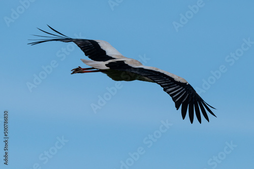 Ciconia ciconia - White stork - Cigogne blanche © Thomas