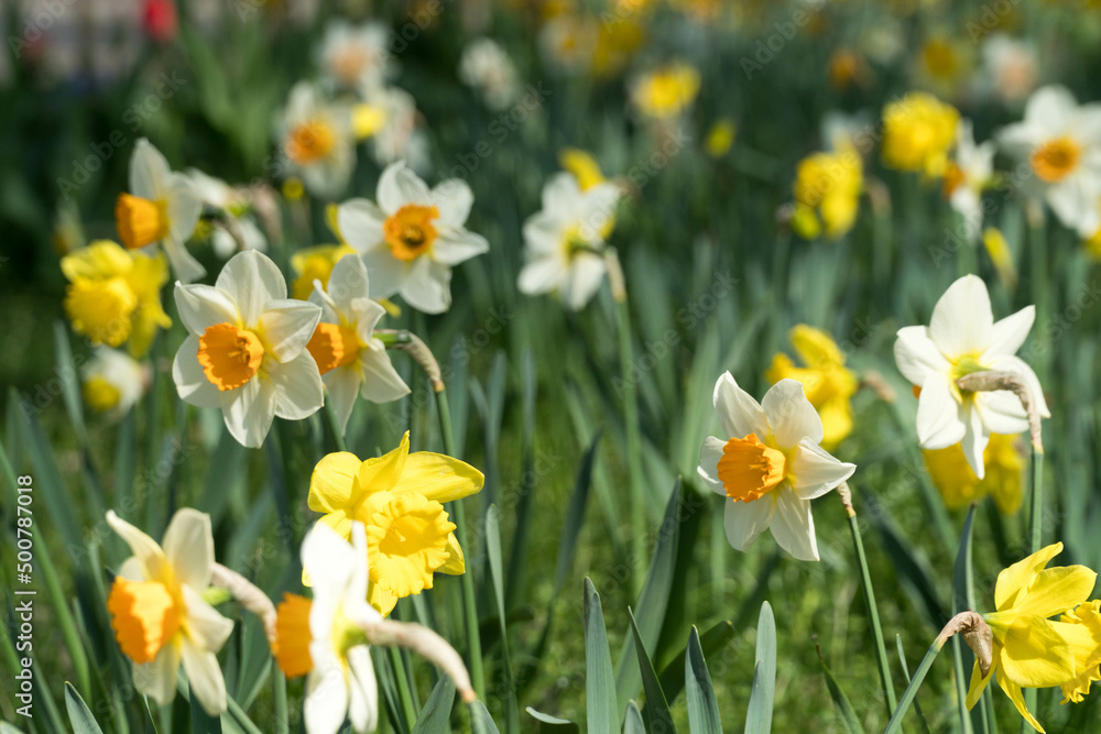 Meadow full of yellow spring flowers and blooming daffodils Meadow full of yellow spring flowers and blooming daffodils