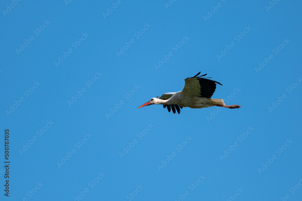 Obraz premium Ciconia ciconia - White stork - Cigogne blanche