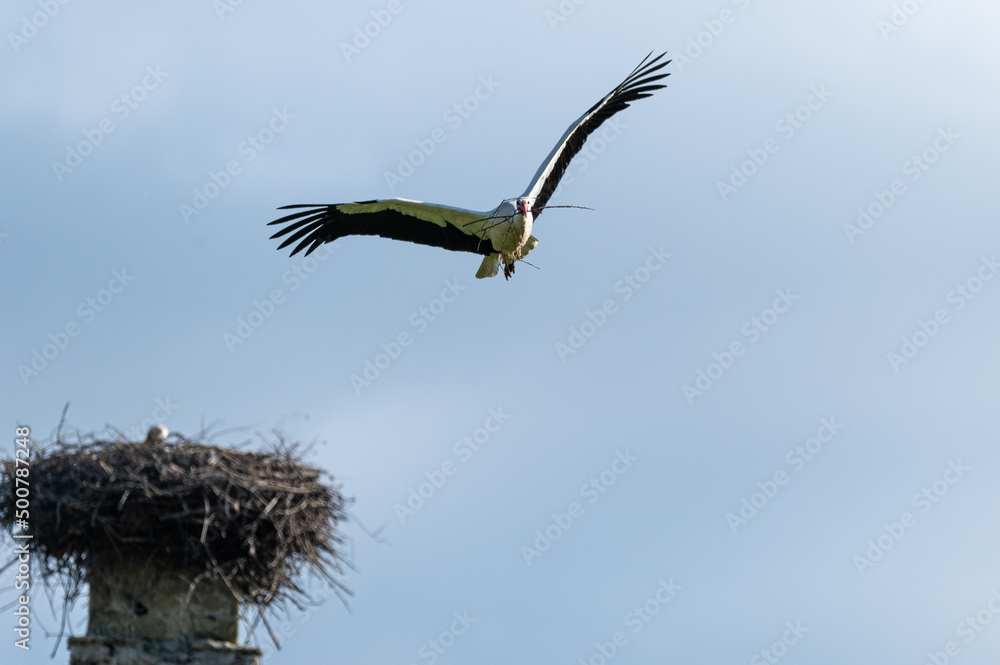 Ciconia ciconia - White stork - Cigogne blanche Ciconia ciconia - White stork - Cigogne blanche