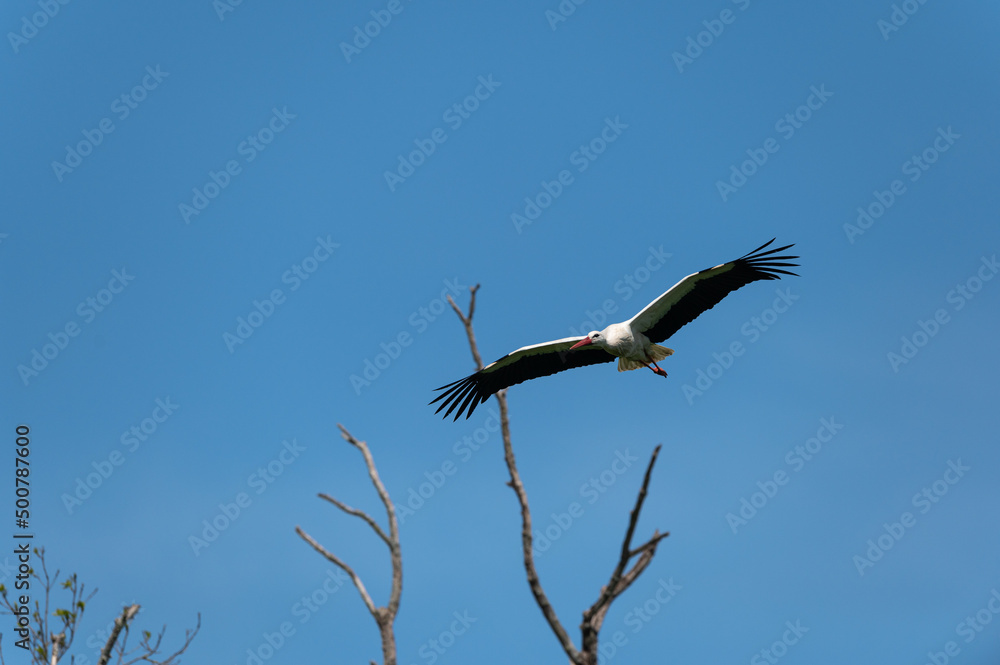 Ciconia ciconia - White stork - Cigogne blanche Ciconia ciconia - White stork - Cigogne blanche