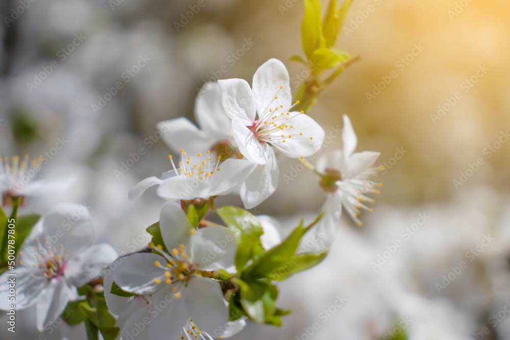 Blossoming cherry branch beautiful background
