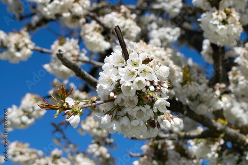 Fondo de flores de cerezo blancas de un árbol.