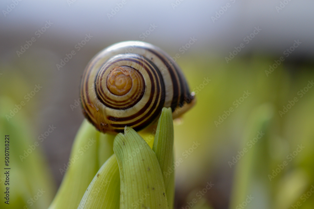 Escargot sur une nouvelle pouce du printemps Escargot sur une nouvelle pouce du printemps