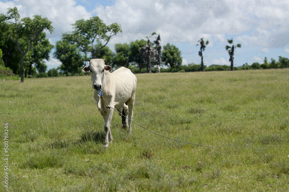 Frontal vieaw of white Ongole cow in grazing in a field or grassland Frontal vieaw of white Ongole cow in grazing in a field or grassland