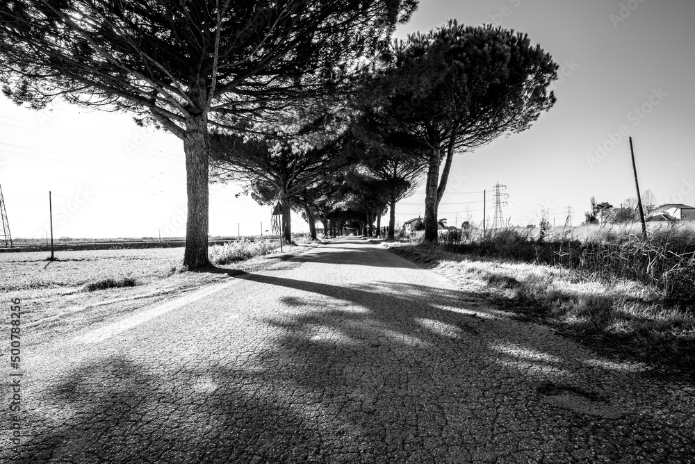 Naklejka premium 2021 11 27 Delta del Po tree-lined avenue