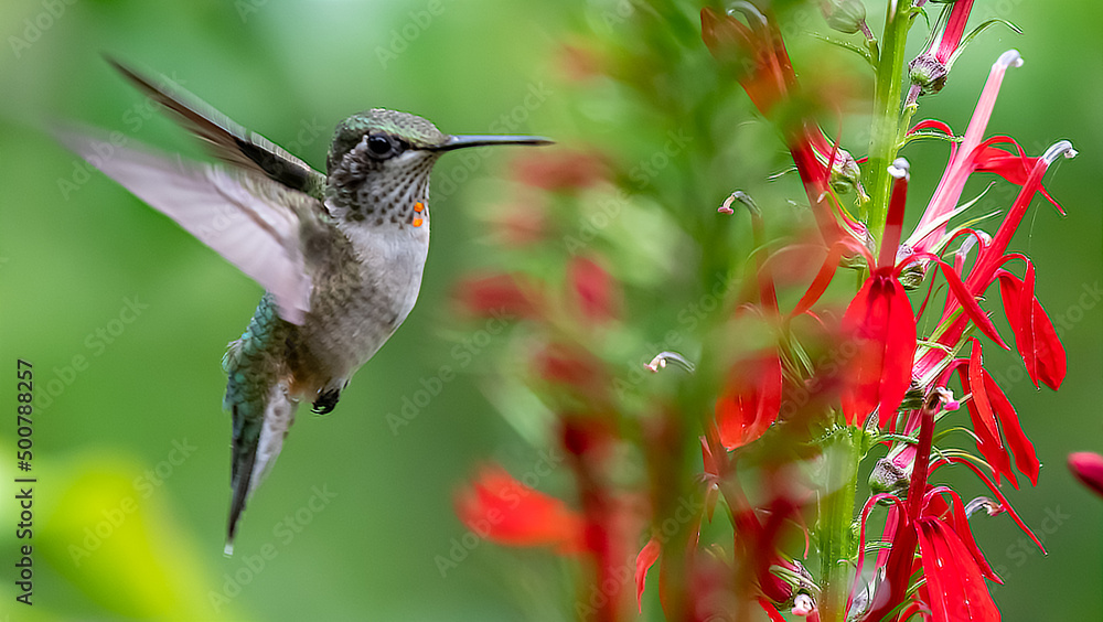 Obraz premium Humming bird humming on flowers