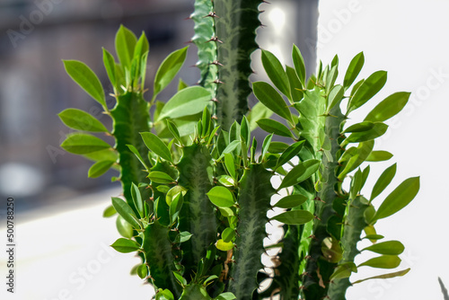 Euphorbia trigona (also known as African milk tree, cathedral cactus, Abyssinian euphorbia and high chaparall)Closeup image of euphorbia ingens cactus trees. photo