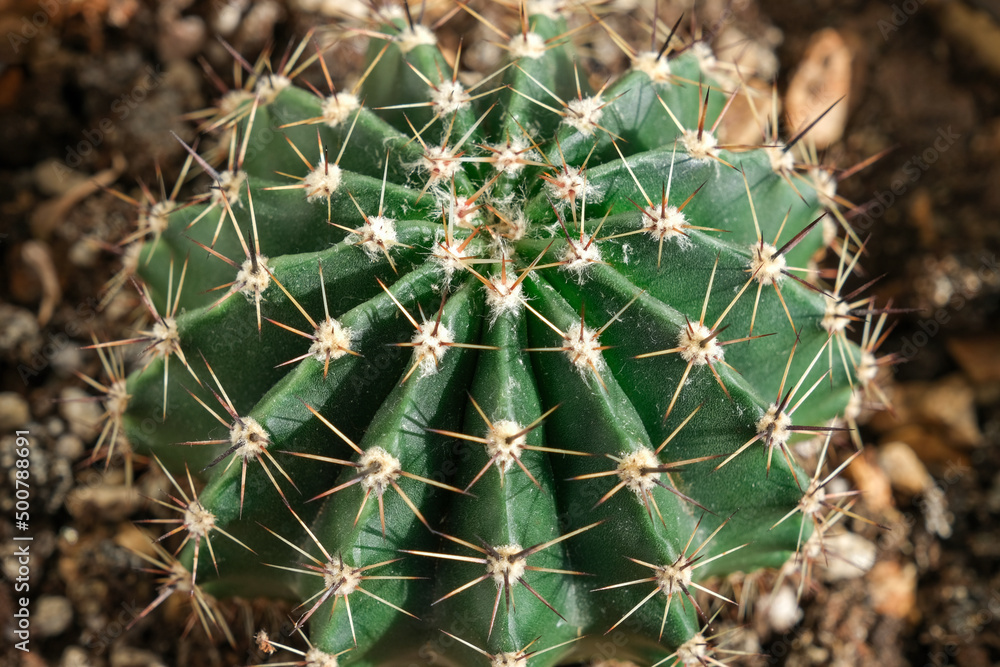 Macro shot of cactus.Close-up of cactus spines. Macro shot of cactus.Close-up of cactus spines.