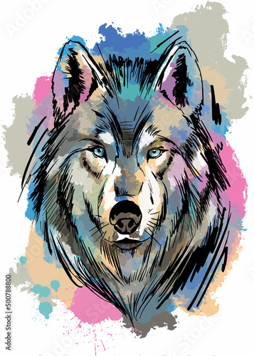 Fototapeta close-up of colorful painted wolf face IN WATERCOLOR AND SKETCH ON BLACK BACKGRO