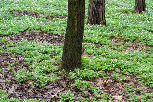 a little squirrel climbs a tree in a park full of white anemones