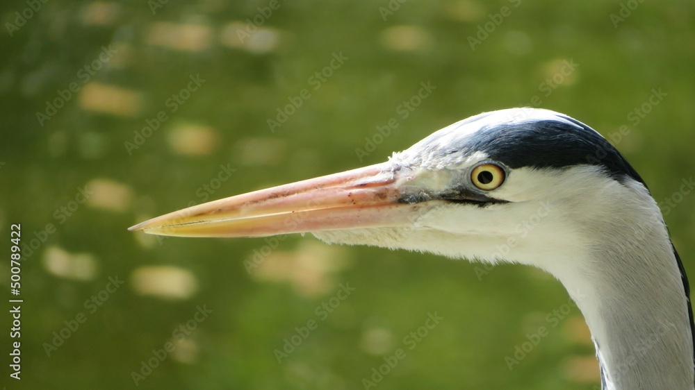 Close up of a bird