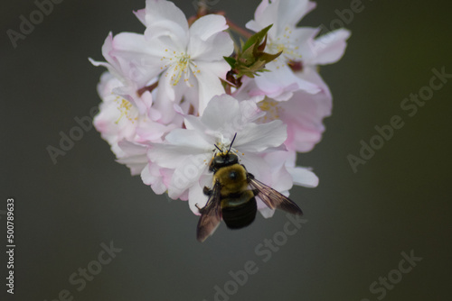 Bee in Cherry blossom