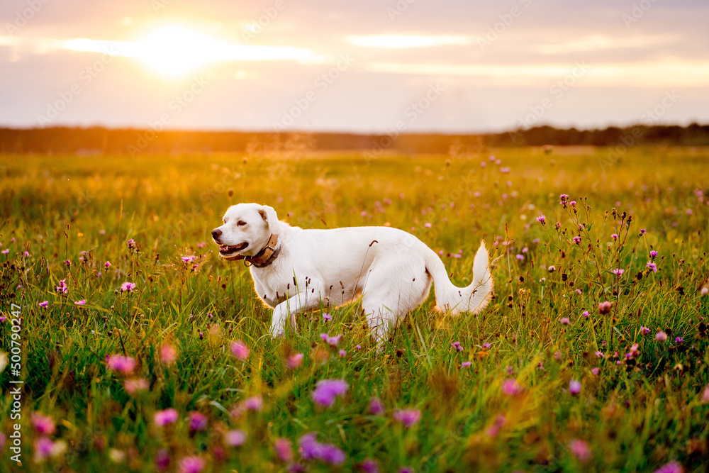 Mongrel dog standing in a summer field on a meadow.
