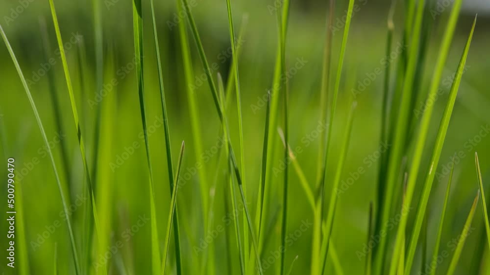 Green grass closeup background. Close-up view of fresh green grass, selective focus. Grass background - selective focus. Wheaten field. Green grass closeup background. Close-up view of fresh green grass, selective focus. Grass background - selective focus. Wheaten field.