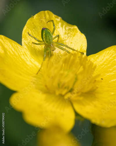 Macro flor amarilla con araña verde