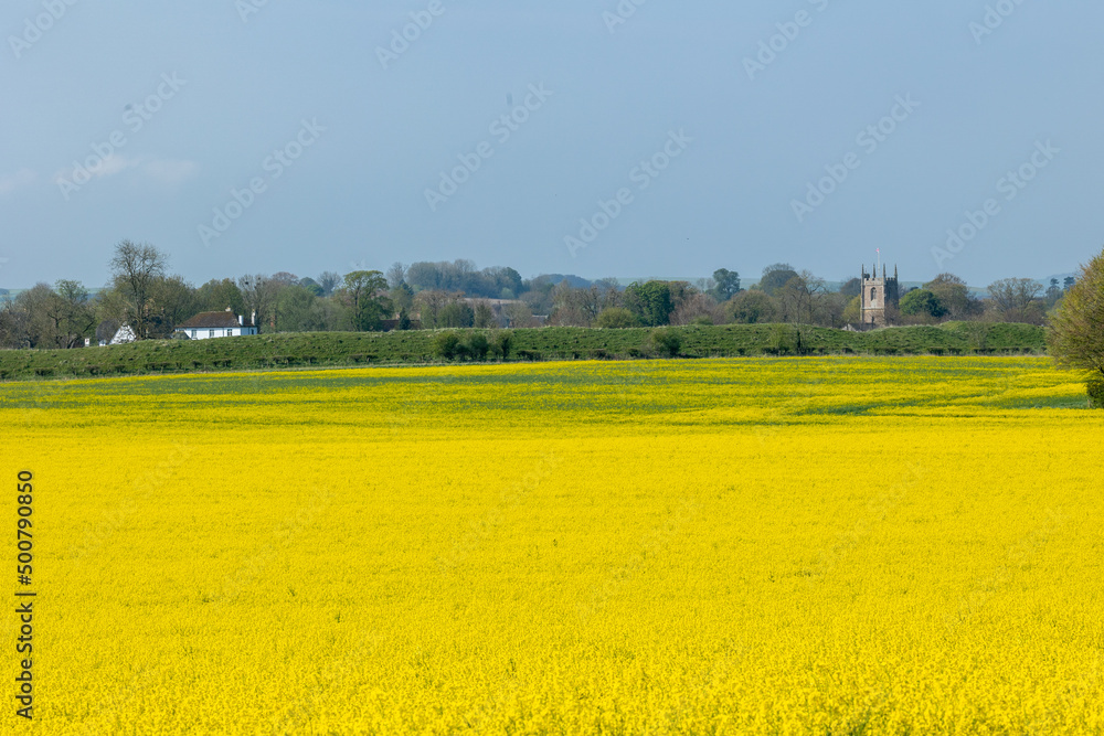 field of yellow rapeseed field of yellow rapeseed