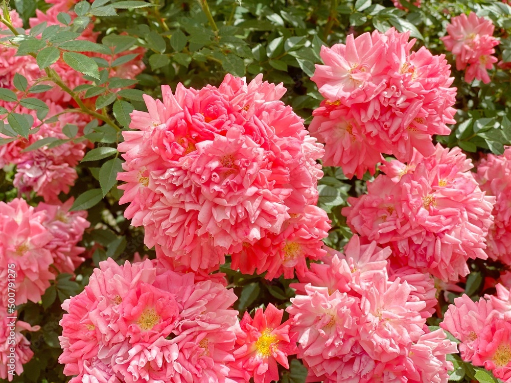 Pink beautiful climbing or rambling roses bush in summer garden. Clusters of beautiful, double, pink blooms. Pink beautiful climbing or rambling roses bush in summer garden. Clusters of beautiful, double, pink blooms.
