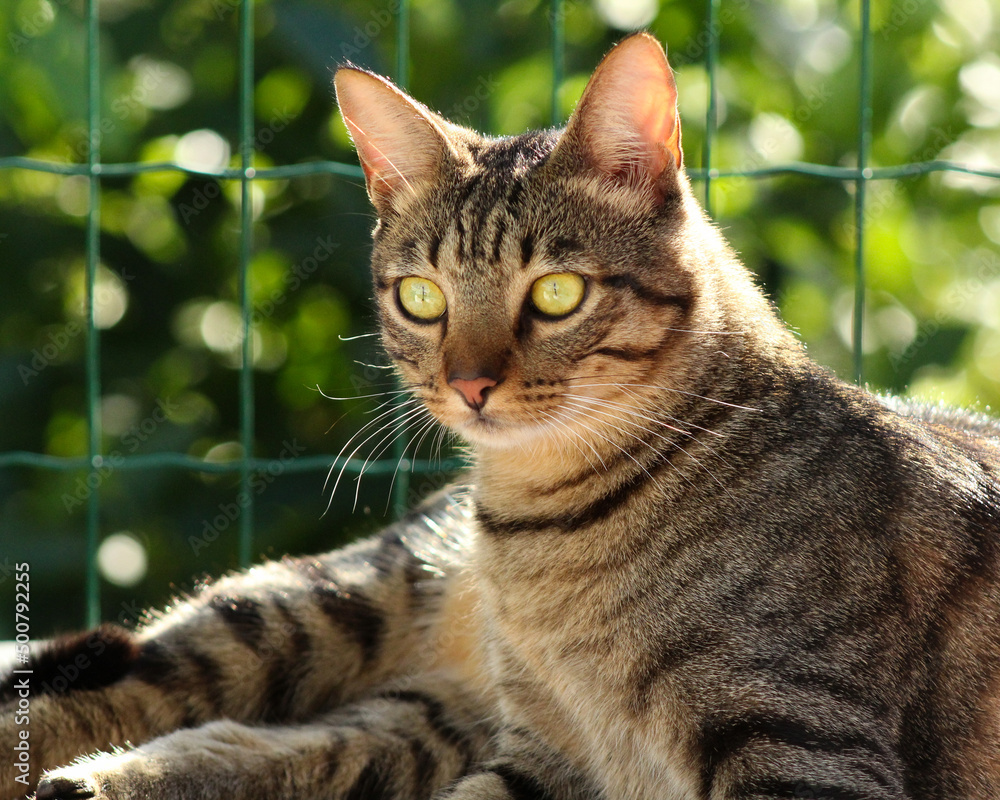 Naklejka premium portrait of a cat